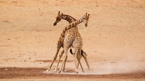 Giraffen schlagen im Kampf ihre Hälse aneinander. (Foto: IMAGO, IMAGO / imagebroker)