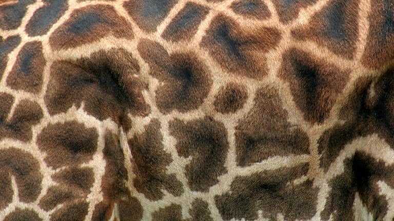Nahaufnahme der Fellmusterung einer Giraffe. (Foto: IMAGO, IMAGO / YAY Images)