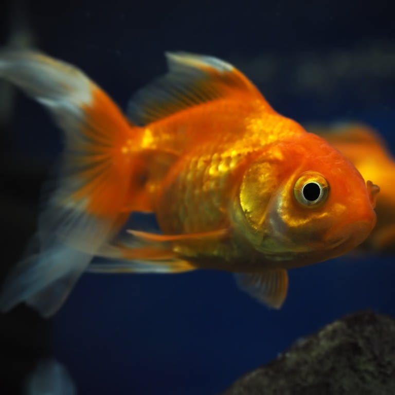 Gold-orangefarbener Fisch: Kaum ein Fisch kann die Augen schließen. Das ist auch nicht nötig, weil seine Augen ja unter Wasser nicht austrocknen. Trotzdem können Fische schlafen.  (Foto: IMAGO, IMAGO / agefotostock)