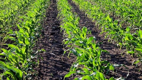Corn cultivation as animal feed (Photo: IMAGO, /blickwinkel)
