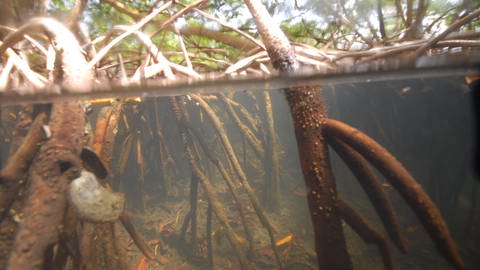 Unterwasser- und Oberflächenansichten der Probenahmestellen in den Mangroven des Archipels von Guadeloupe in der französischen Karibik. (Foto: Pierre Yves Pascal)