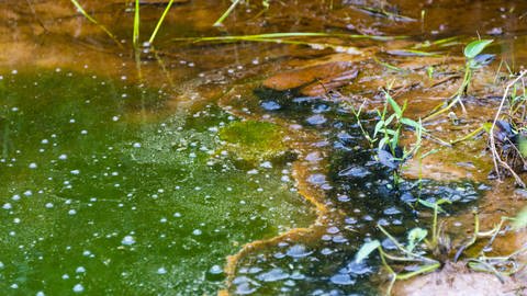 Viele Nährstoffe im Wasser und viel Sonne und Wärme  können das Algenwachstum in Gewässern stark ankurbeln. (Foto: IMAGO, imageBROKER/ValentinxWolf )