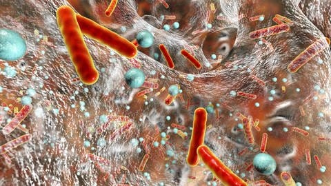 Illustration einer Bakterienkollonie, darunter längliche, legionellenförmige Bakterien, in einem Wasserstrahl. (Foto: IMAGO, IMAGO / Science Photo Library)