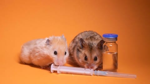 Bislang wurde die Wirksamkeit der speziellen Antikörper gegen verschiedene Virusvarianten nur an Hamstern und Mäusen erforscht. (Foto: IMAGO,  imago images/YAY Images)
