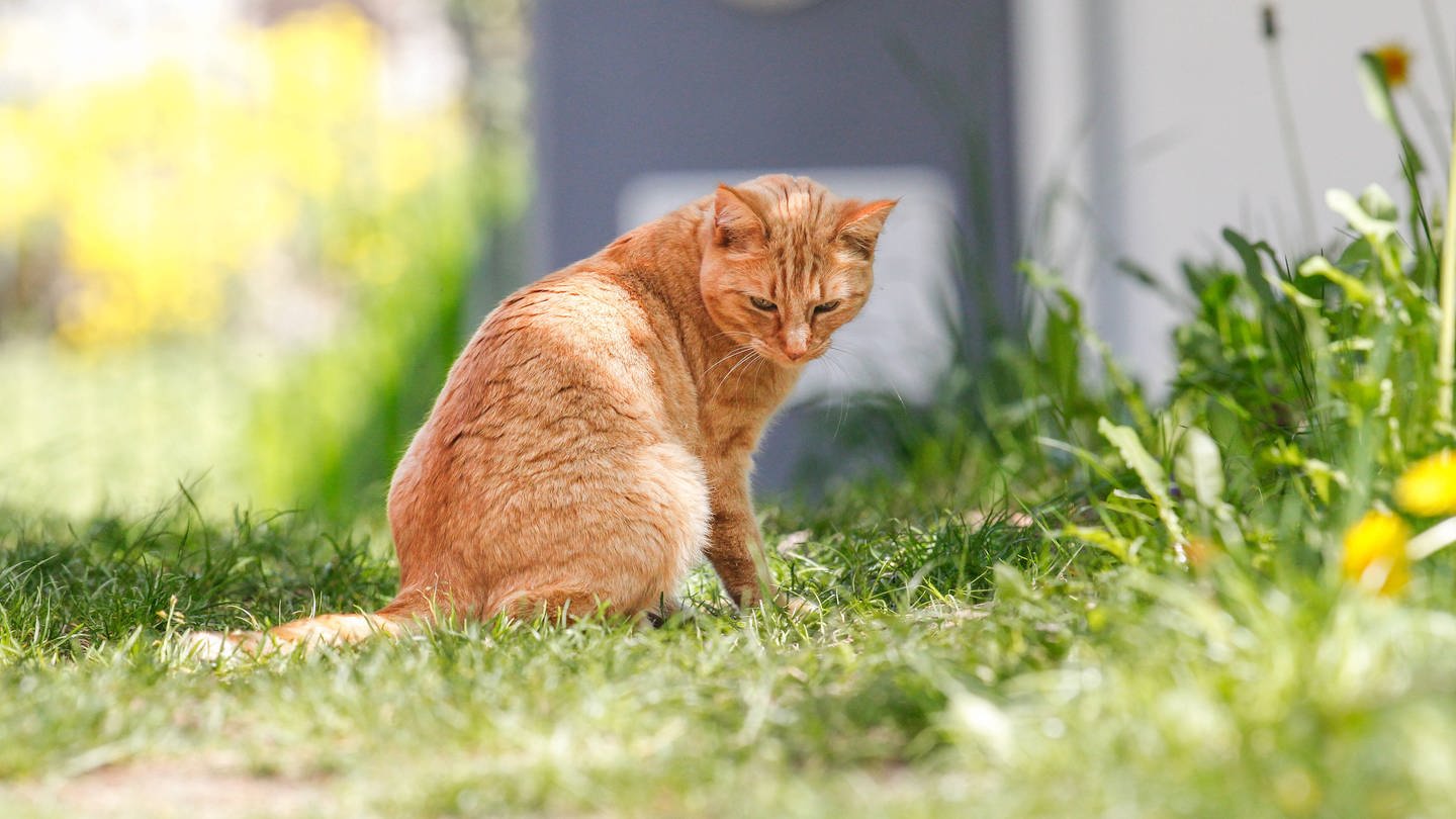 Katze im Garten (Foto: IMAGO, IMAGO / Michael Kristen)