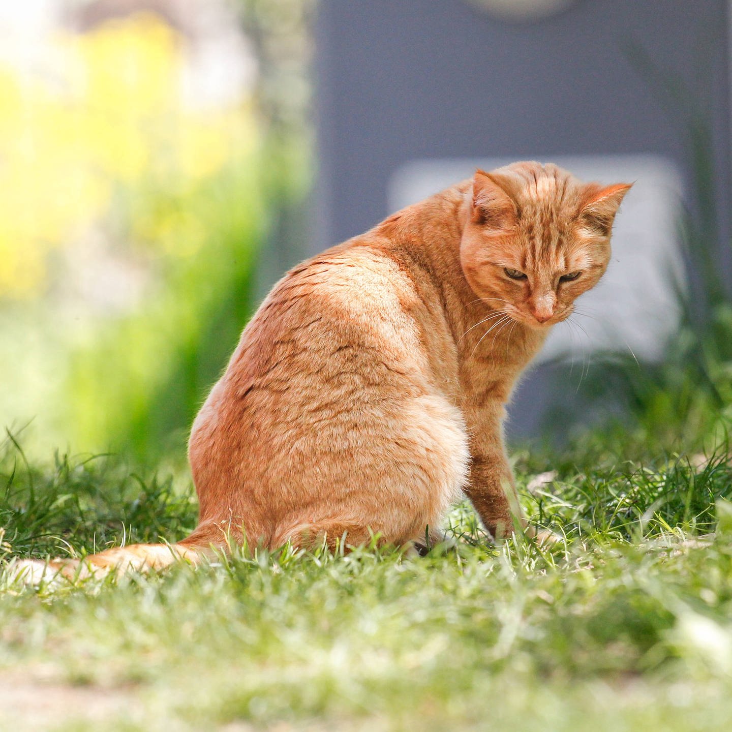 Was kann man gegen Katzen tun, die den Garten als Klo benutzen? - SWR Wissen