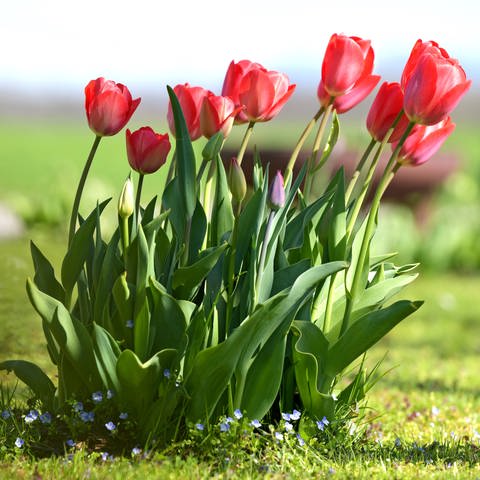 Tulpen im Garten (Foto: IMAGO, IMAGO / Panthermedia)