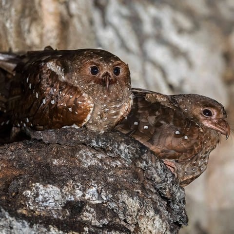 Fettschwalm im Nest (Foto: IMAGO, IMAGO / Ardea)