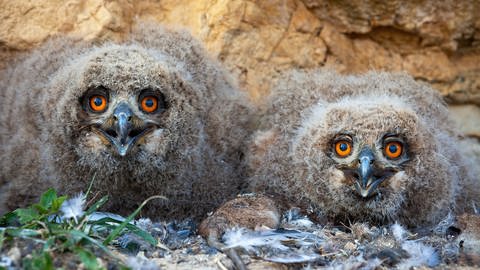Nesthocker sind die schlaueren Vögel:  Uhu-Küken (Foto: IMAGO, imago/ PantherMedia / Jakub Mrocek)