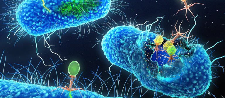 Bakteriophagen greifen Bakterien an. (Foto: IMAGO, IMAGO / Science Photo Library)