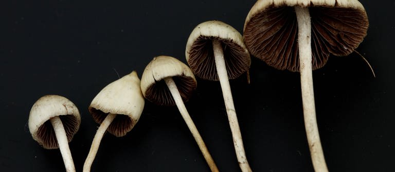 Magic Mushrooms können bei psychischen Erkrankungen helfen (Foto: IMAGO, YAY Images)