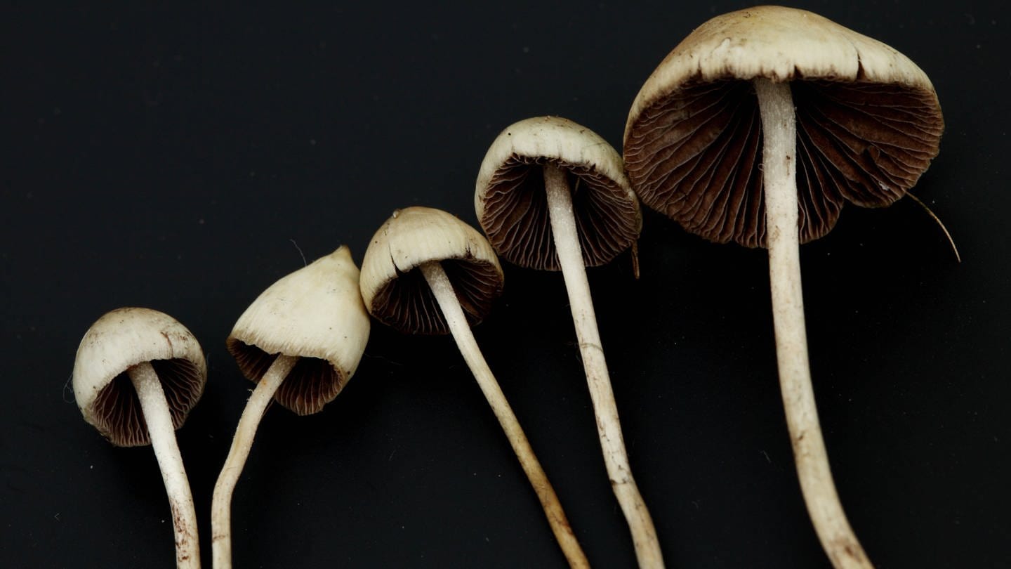Magic Mushrooms können bei psychischen Erkrankungen helfen (Foto: IMAGO, YAY Images)