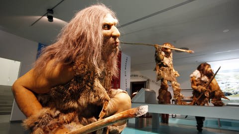 Das Bild zeigt einen Neanderthaler. Er und der Homo Sapiens haben einen gemeinsamen Vorfahren. (Foto: IMAGO, Jochen Tack)