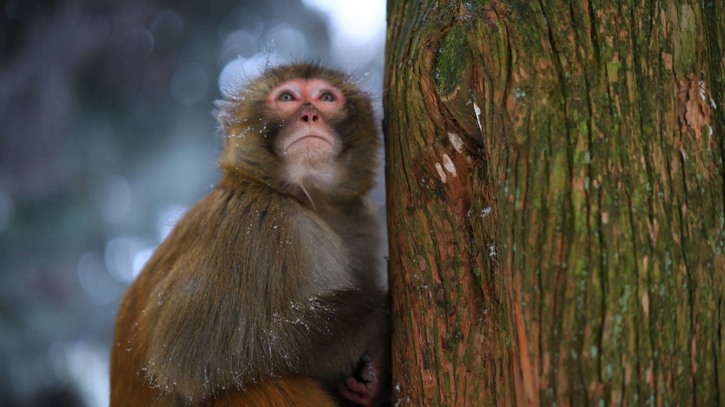 Affen versuchen sich neue Lebensräume zu erschließen, wenn es oben zu wenig Platz und Nahrung gibt. (Foto: IMAGO, imago)
