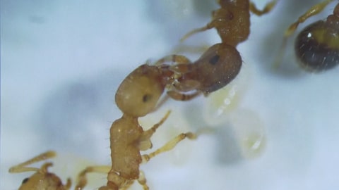 Zwei Ameisen füttern sich. (Foto: SWR)