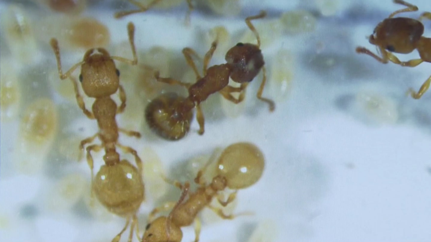 Ameisen unter dem Mikroskop. (Foto: SWR)