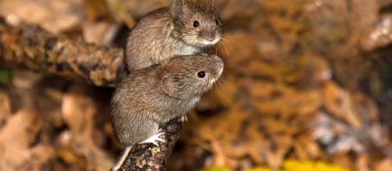Eine neue Studie zeigt: Die Omikron-Variante des Coronavirus hat sich möglicherweise bei Mäusen weiterentwickelt. (Foto: IMAGO, imago/Reiner Bernhardt)