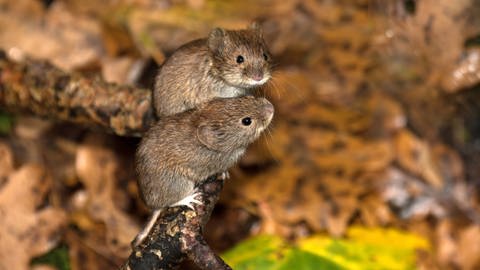 Eine neue Studie zeigt: Die Omikron-Variante des Coronavirus hat sich möglicherweise bei Mäusen weiterentwickelt. (Foto: IMAGO, imago/Reiner Bernhardt)