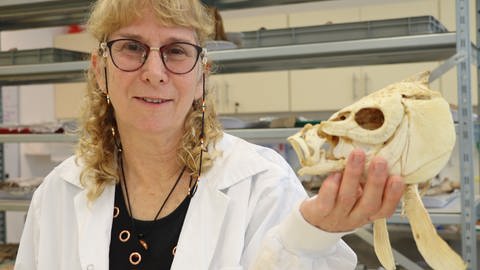 Dr. Irit Zohar hält den Schädel eines modernen Karpfens in den Händen. Der Karpfenschädel stammt aus den naturhistorischen Sammlungen des Steinhardt Museums für Naturgeschichte der Universität Tel Aviv. (Foto: Pressestelle, Foto/©: Universität Tel Aviv)