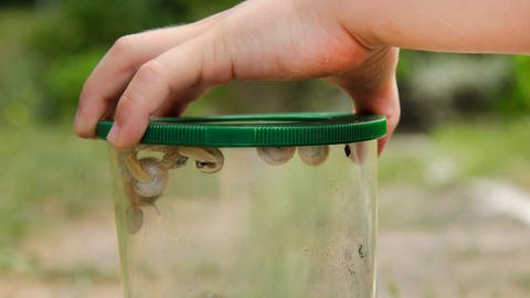 Child holds magnifying glass cup with snails in hand.  (Photo: picture-alliance / report services, picture alliance / blickwinkel/F8-DASBILD | F8-DASBILD)