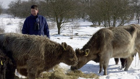 Gerd Kämmer und zwei seiner Galloway-Rinder (Foto: picture-alliance / Reportdienste, / dpa)