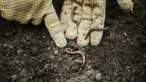 Das Bild zeigt Regenwürmer auf Gartenhandschuhen. (Foto: IMAGO, Cavan Images)