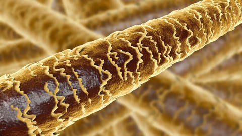 3D Illustration einer Mikroskopaufnahme eines menschlichen Haars. (Foto: IMAGO, IMAGO / agefotostock)