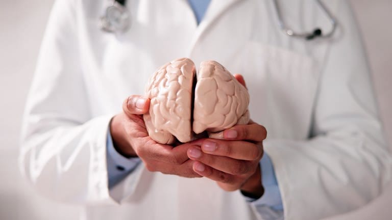 Das Bild zeigt einen Arzt, der ein Gehirn-Modell aus Plastik in seinen Händen hält. (Foto: IMAGO, Panthermedia)
