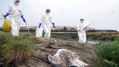 Das Rangerteam des National Trust räumt verstorbene Vögel von Staple Island. (Foto: picture-alliance / Reportdienste, /dpa/PA Wire)