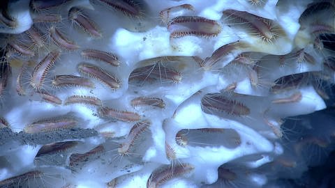 Tiefsee-Würmer auf Methaneis (Foto: Pressestelle, NOAA Ocean Explorer)