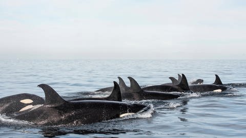 Eine Gruppe von Orcas (Foto: IMAGO, /Cavan Images)