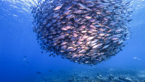 In einem Schwarm lenken wenige Fische die gesamte Masse. (Foto: IMAGO, /Panthermedia)