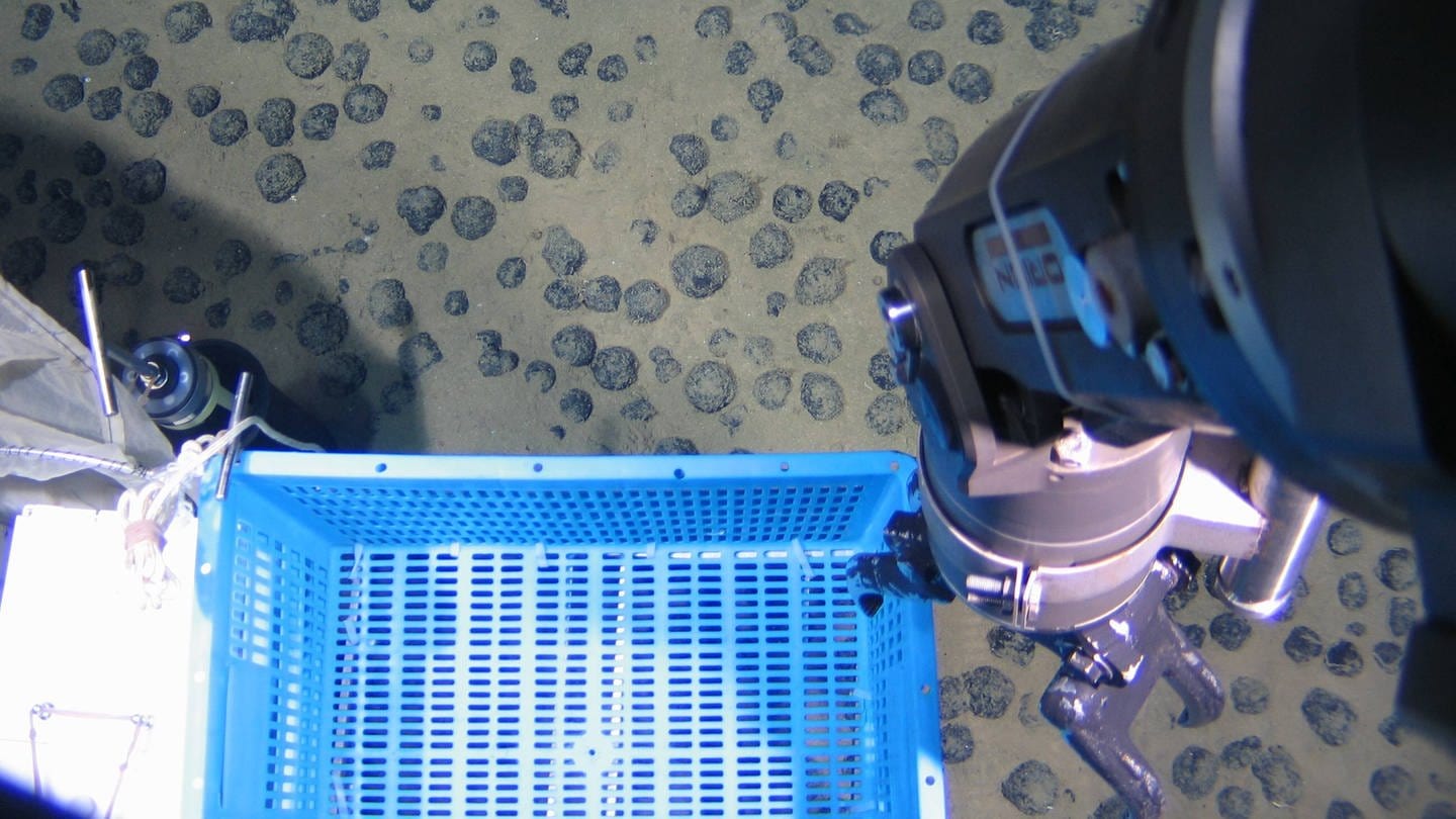 Manganknollen auf dem Meeresboden. (Foto: IMAGO, imago)