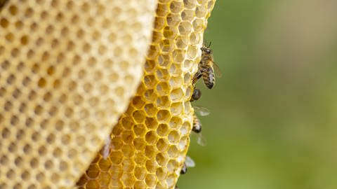 Das Bild zeigt Bienen und eine Honigwabe. (Foto: IMAGO, Wirestock)