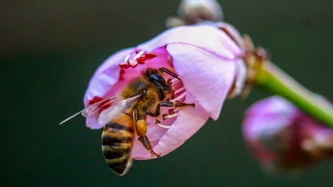 Das Bild zeigt eine Biene Biene beim Pollen sammeln. (Foto: IMAGO, ZUMA Wire)