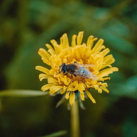 Das Foto zeigt eine Biene auf einer Löwenzahn-Blume. (Foto: IMAGO, Wirestock)