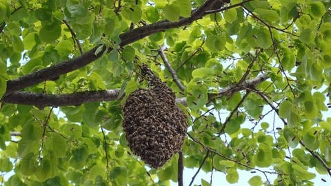 Ein Bienenschwarm hängt als Traube in einem Lindenbaum. (Foto: IMAGO, Frank Sorge)