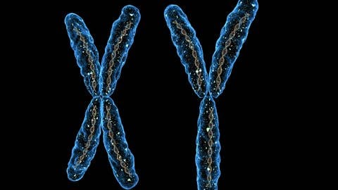 Darstellung von X und Y CHromosomen. (Foto: IMAGO, IMAGO / agefotostock)