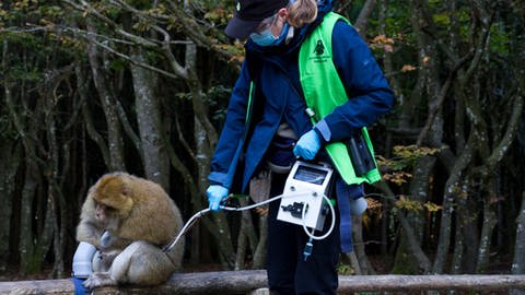 Verhaltensforscherin Brigitte Schloegl saugt mit einem speziellen Sauggerät den Körperduft eines Berberaffens ein. (Foto: SWR)