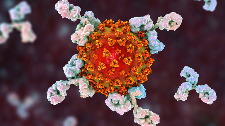 Antikörper, die an das Coronavirus andocken (Foto: IMAGO, IMAGO / Science Photo Library)