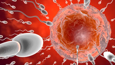 Das Pangenom-Projekt hilft zu verstehen, wie es bei der Bildung von Eizellen und Spermien zum Austausch von Erbinformation kommt. (Foto: IMAGO, imago images / Westend61)