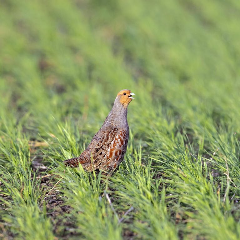 Rebhuhn steht auf einem Feld (Foto: IMAGO, IMAGO / imagebroker)