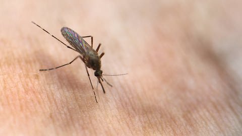 Stechmücken werden von bestimmten Dufstoffen in Körpergeruch angezogen (Foto: IMAGO, imago images/Andreas Gora)