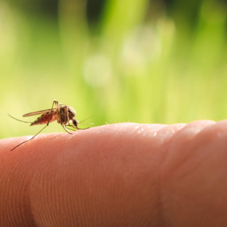 Stechmücken werden von bestimmten Dufstoffen in Seifen angezogen (Foto: IMAGO, IMAGO/Cavan Images)