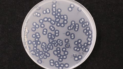 In einer Petri-Schale wurde eins der 55 gefundenen Bakterien kultiviert. (Foto: Feng Cai, Irina Druzhinina)