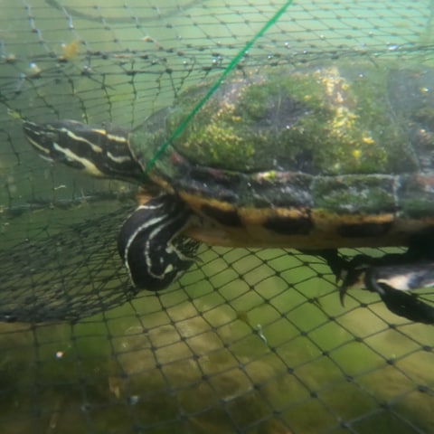 Schildkröte schwimmt in Netz. (Foto: SWR)