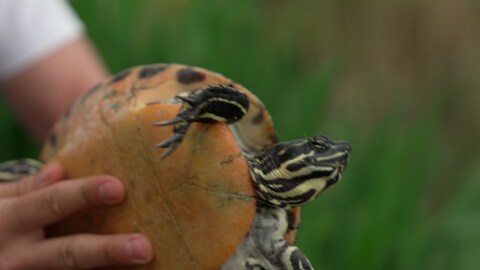 Schildkröte wird von Menschenhand hochgehalten. (Foto: SWR)