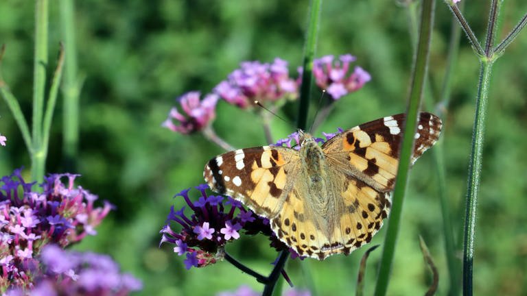 Schmetterlinge (Foto: IMAGO, imago)