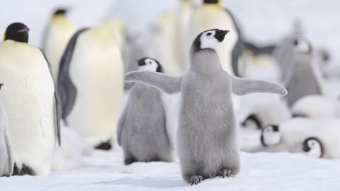 Kaiserpinguin-Küken sterben durch antarktische Eisschmelze - SWR Wissen