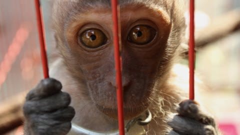 Das Bild zeigt einen Baby Makake-Affen in einem Käfig. (Foto: IMAGO, ZUMA Wire)